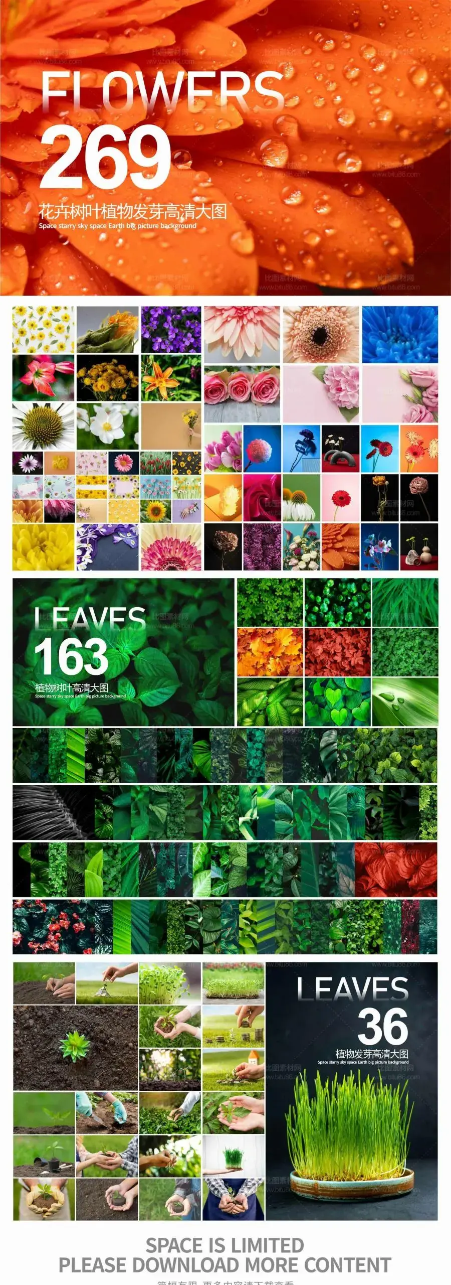 269张花朵花卉植物树叶发芽高清大图JPG格式-爱设计爱分享c