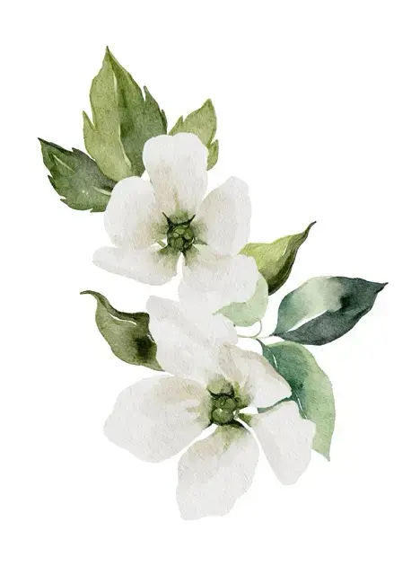 一套优雅花朵植物素材合集包PNG格式-爱设计爱分享c